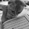 naurahsahira
