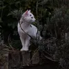 eden.c0