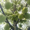 nguyen.hoang.anh349
