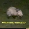 dumbitch0possum