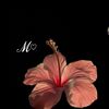 meadows_main