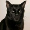 sigma3cat