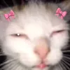 .kitten43