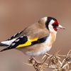 diedrossel