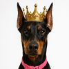 dutchythedoberman1