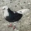 کۆتری بینا 🦅