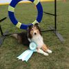 sheltietoes