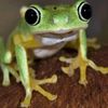 froggeii2