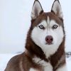 huskylove105