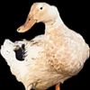 cattlemaster223