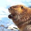 beaver3477
