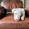 diariesofadeafdog