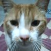 alnso_3342