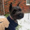 peanutschnauzer