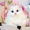 Love animals 71