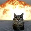 .meowcoolcat