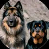 ali.mille.euro4