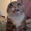 meow_jusu