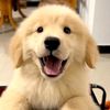 baby.dog888