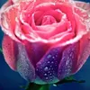 rose.short.play6