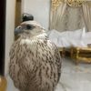 abdulla.ali194787