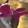 月女神