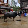 ombertus08