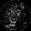hama_zrary35