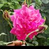 md.tipu4112