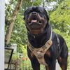 elroy.rottweiler