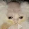 bald_cat_