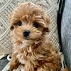 iemaltipoopuppies