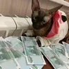 cat.jazz8