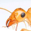 antkingdom4