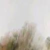 pepluwa