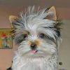 tiny_biewer_dimond