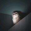catloverr66