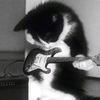 rex_ynwa