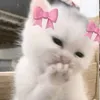 linda_9288