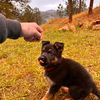 rooster_gsd