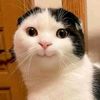 bestofanimalsinternet1