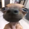 briribinha1