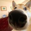 Funny dog_001