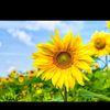 sun.flower84907