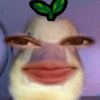 xyelya2