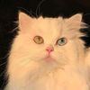 chuu_e_525