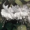 zarasunflower0