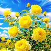 aamnashah123