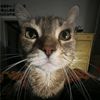 idkusernameforaccount1.5
