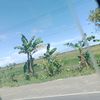 orang1234017